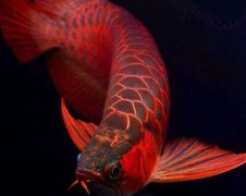 红龙鱼吃什么长大?
