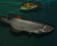 银龙鱼换季常出现的疾病有哪些？