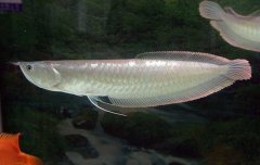 银龙鱼养殖方法注意哪些？