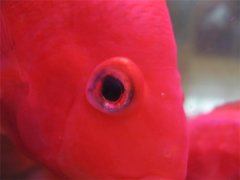 红鹦鹉鱼眼睛凸出来怎么治疗