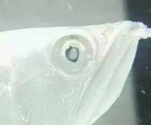 银龙鱼常见病眼球发白怎么治
