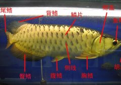 金龙鱼的外部结构是什么构成？