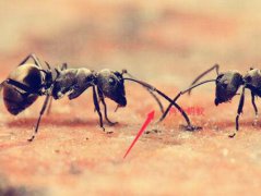 蚂蚁最怕什么东西(蚂蚁的天敌是什么