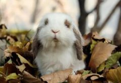 兔子的耳朵像什么(兔子的耳朵有什么作用和特点)